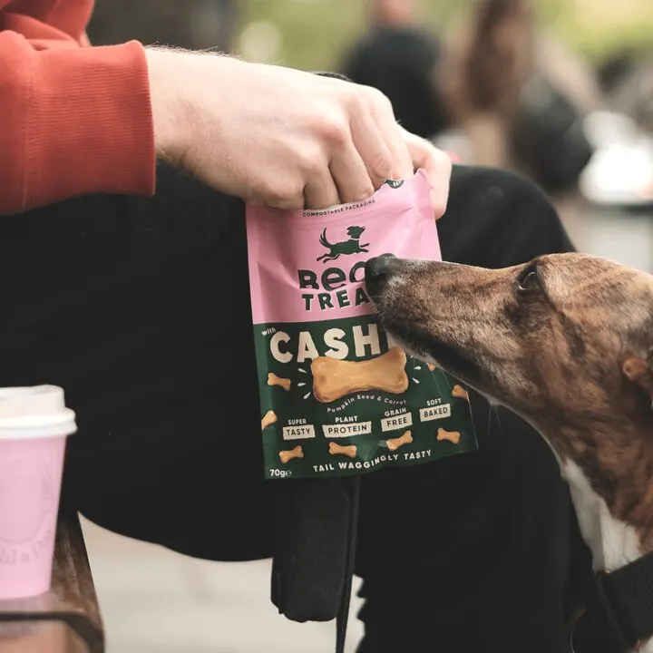 A dog waiting for a Beco treat